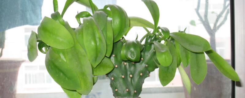 养植物玉麒麟的忌讳（玉麒麟植物风水禁忌）