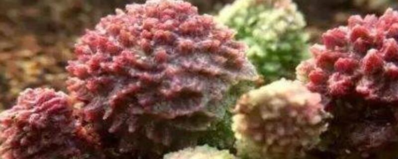 朱紫玉怎么浇水(朱紫玉水泡怎么养)