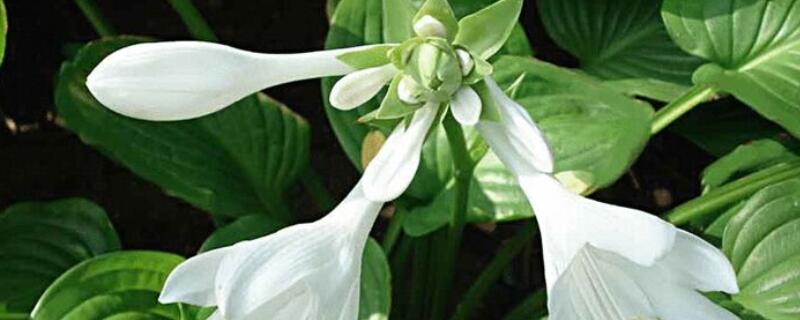 玉簪花几月发芽(玉簪花的花期)