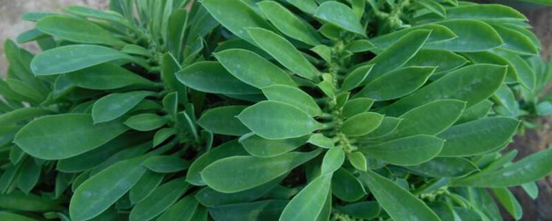 麒麟冠怎么养 家里可以养麒麟掌吗