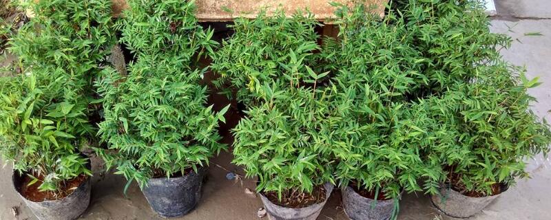 米竹的栽培方法 米竹怎么移栽