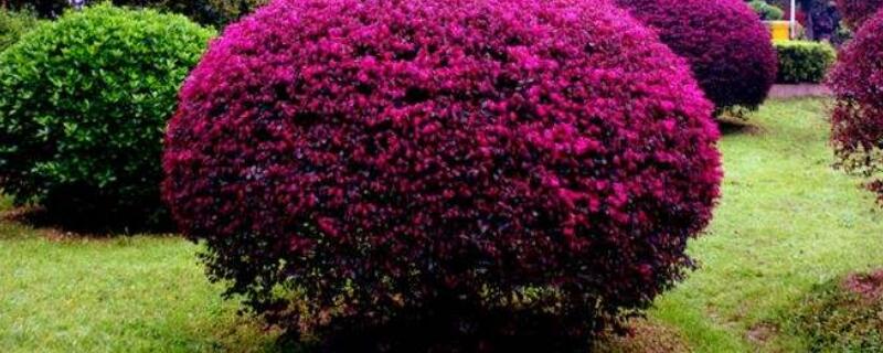 红花檵木的修剪方法（红花檵木怎样种植）