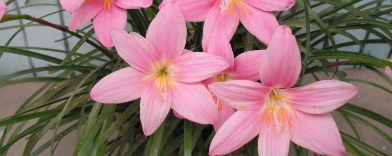 韭兰冬天要剪叶子吗 韭兰叶子太长能剪吗