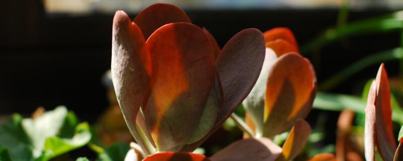 唐印多肉植物的养殖方法（唐印多肉植物的养殖方法视频）