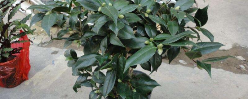 盆栽香茶花怎么养 茶香花怎么养殖