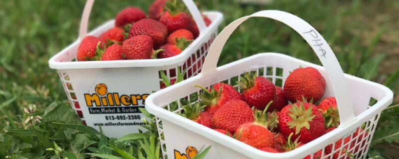 草莓脱毒步骤 脱毒草莓原理