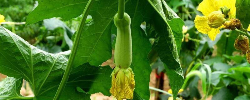 丝瓜怎样修枝 丝瓜怎样剪枝