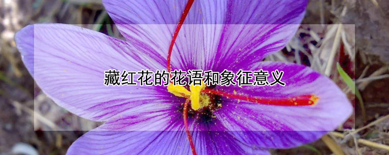 藏红花的花语和象征意义（藏红花的寓意）