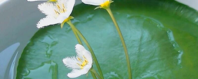 一叶莲出现黑斑 一叶莲叶子有黑斑