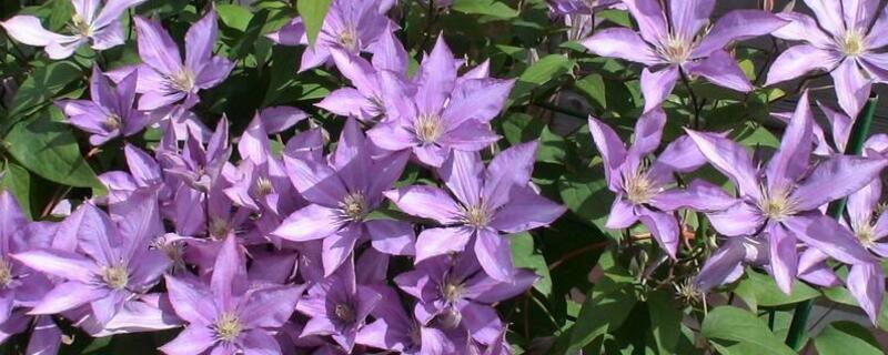 铁线莲什么时候换盆(铁线莲什么时候换盆比较好)