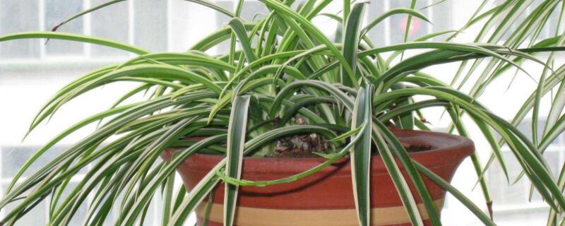 金边吊兰怎么修剪 金边吊兰怎么修剪好看