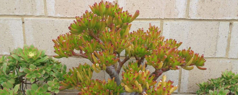 吸财树掉叶子怎么回事 吸财树叶子脱落是什么原因