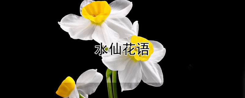 水仙花语（水仙花语寓意象征）