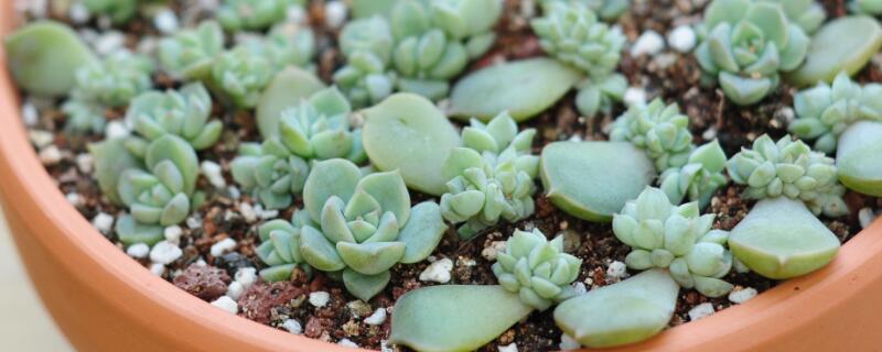 多肉侧枝怎么处理（多肉长侧枝了怎么处理）