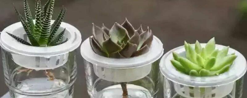 土培的多肉可以水培吗(土培的多肉怎么能变成水培)