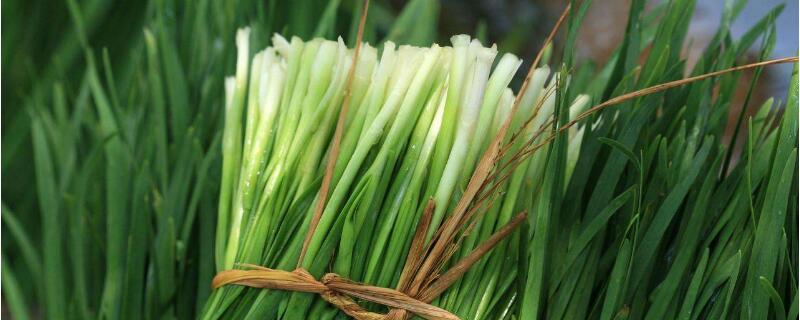 韭菜移栽时间和方法 韭菜的移栽时间