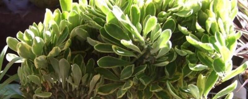 玉麒麟怎么养才能旺盛（彩麒麟怎么养才能旺盛）