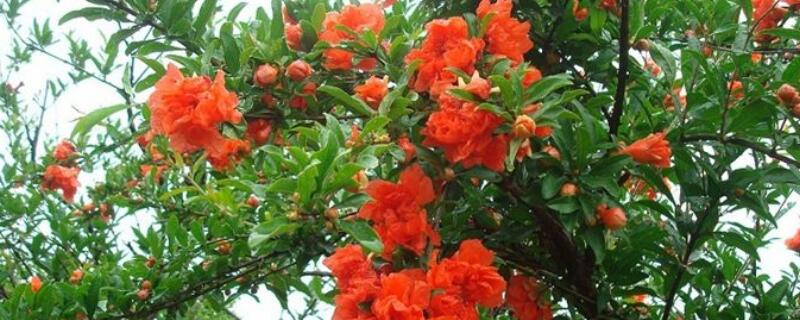 石榴树怎么管理 新移栽的石榴树怎么管理