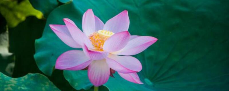 水芙蓉叶子边缘发黄（水芙蓉叶黄怎么办）