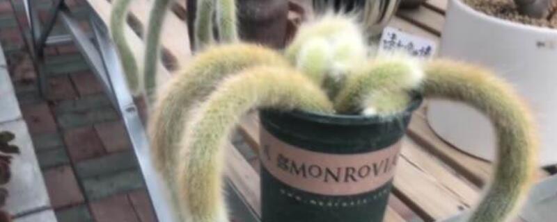 多肉植物九尾狐怎么养（九尾狐多肉如何养）