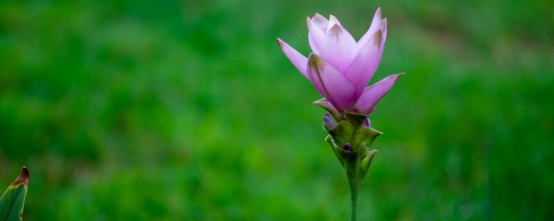 姜荷花花谢了怎么处理 姜荷花花谢了以后怎么处理
