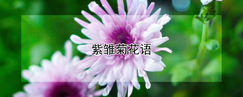 紫雏菊花语(紫雏菊花语是什么意思)