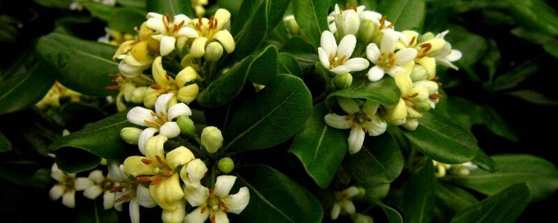 盆栽海桐的养殖和管理（海桐如何种植）