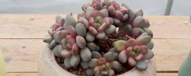 多肉葡萄怎么养殖（多肉葡萄怎么种植）