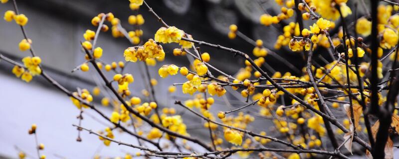 腊梅需要水吗 腊梅需要多少水