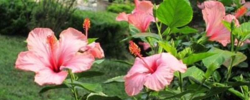 盆栽扶桑花用什么土（种扶桑花用什么花盆）