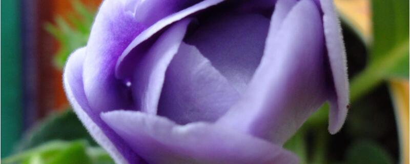 大岩桐小苗怎么养（大岩桐幼苗）