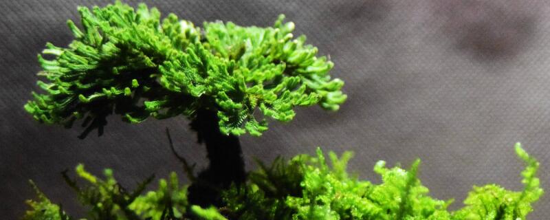 小叶卷柏的养殖方法 卷柏的养殖方法和繁殖方法