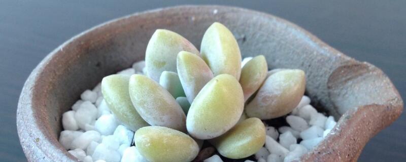 冬美人怎么养（冬美人怎么养成粉色）