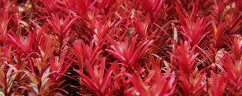 红菊水草如何修剪(水草红菊把头剪了能长吗)