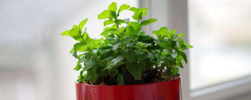 柠檬香薄荷怎么种植 柠檬薄荷种植方法和注意事项