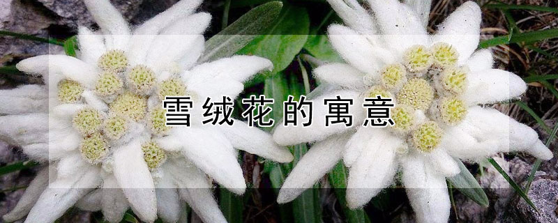 雪绒花的寓意 雪绒花的寓意和象征