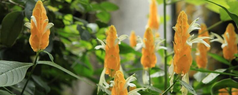 金苞花的养殖方法 金苞花的养殖方法和注意事项