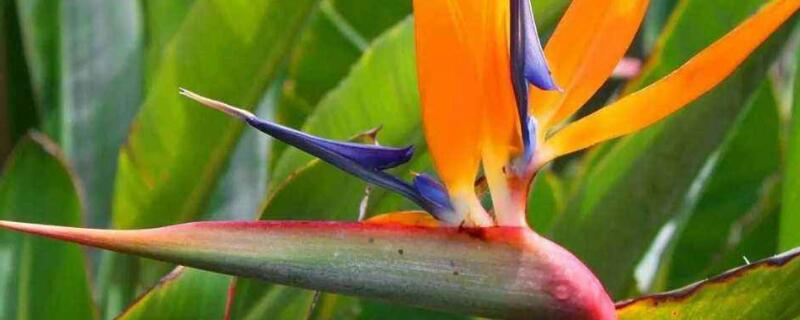 鹤望兰叶子如何修剪（鹤望兰的叶子可以剪吗）