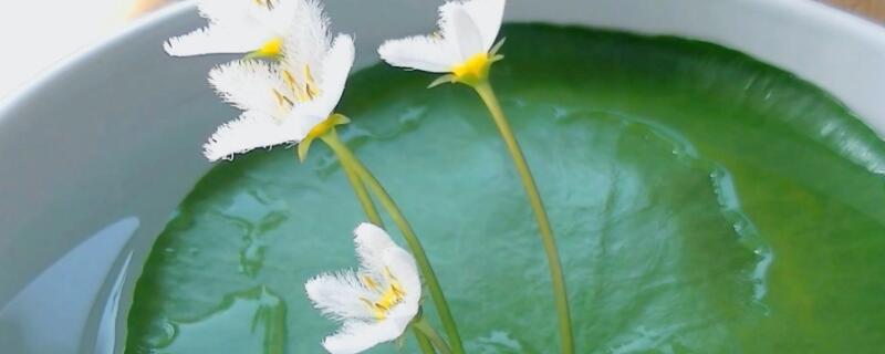 一叶莲出现黑斑（一叶莲上有黑斑怎么回事）