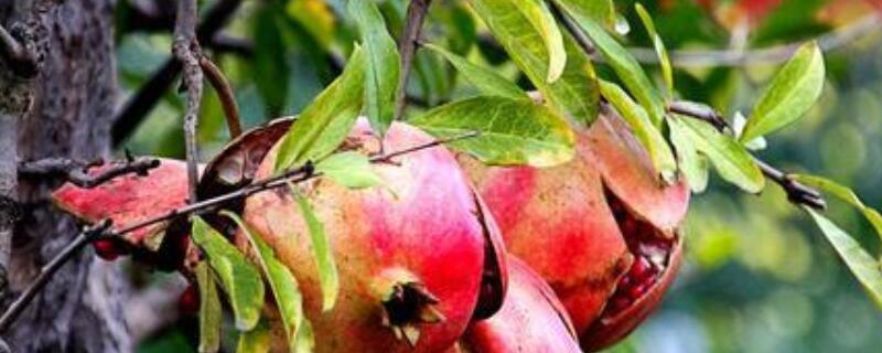 盆栽石榴树怎么催芽(石榴树怎样抹芽)