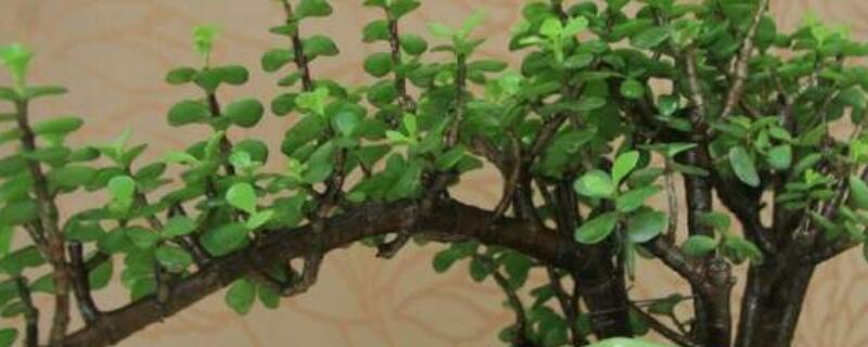 怎样做马齿苋盆景（马齿苋的盆景造型图片欣赏）