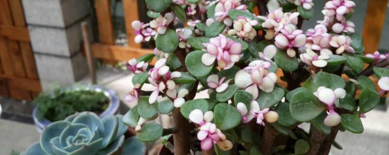 多肉金枝玉叶花怎么养 多肉金枝玉叶花怎么养开花