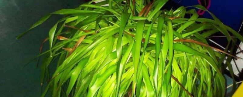 龙须兰怎么养才长得好（龙须兰怎么养移栽）