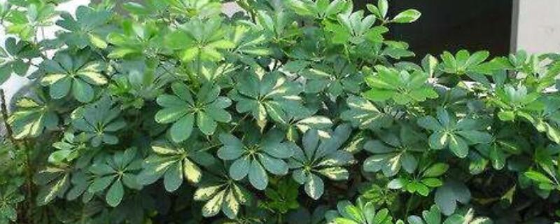 鹅掌柴掉叶子怎么回事(鹅掌柴掉叶子怎么办)