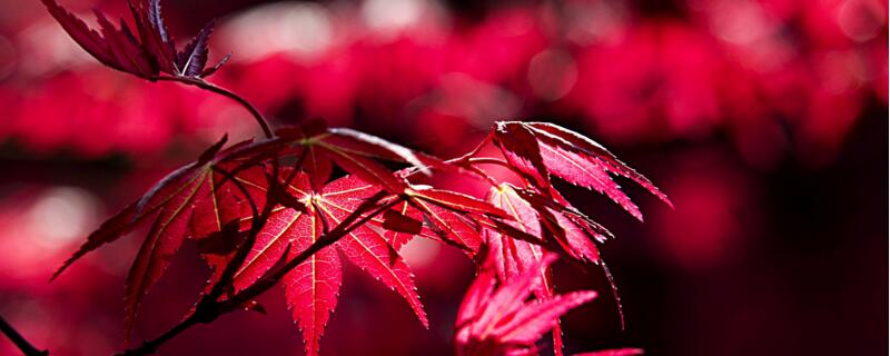 红枫怎么养叶子才能红(怎样养红枫才能更红)