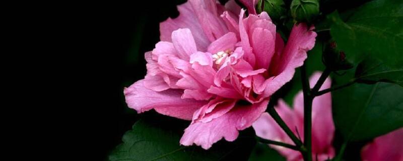 木槿花枯萎了怎么办 木槿花叶子干枯怎么办