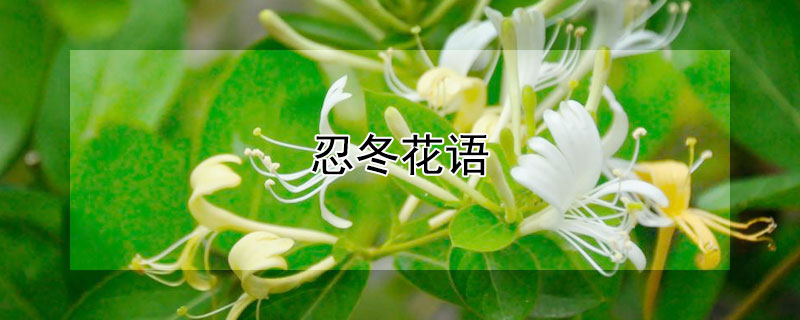 忍冬花语（金红久忍冬花语）