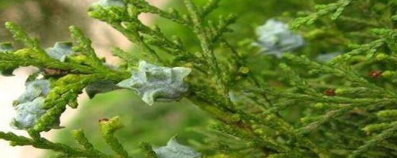 侧柏树果子的功效 侧柏树果子有什么用