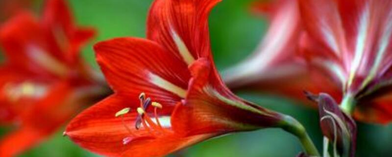 朱顶红一年开几次花（朱顶红一年开几次花开花多长时间）