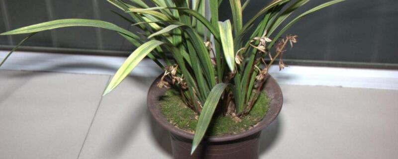 什么兰草不是肉质根(兰草都是肉质根吗)